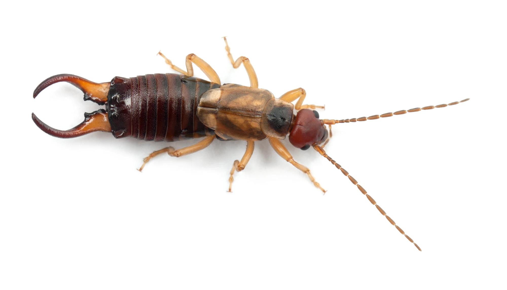 Closeup of an earwig