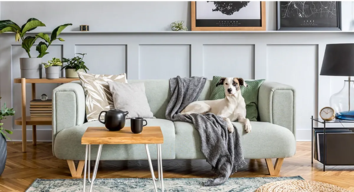 Cozy living room with dog on sofa 