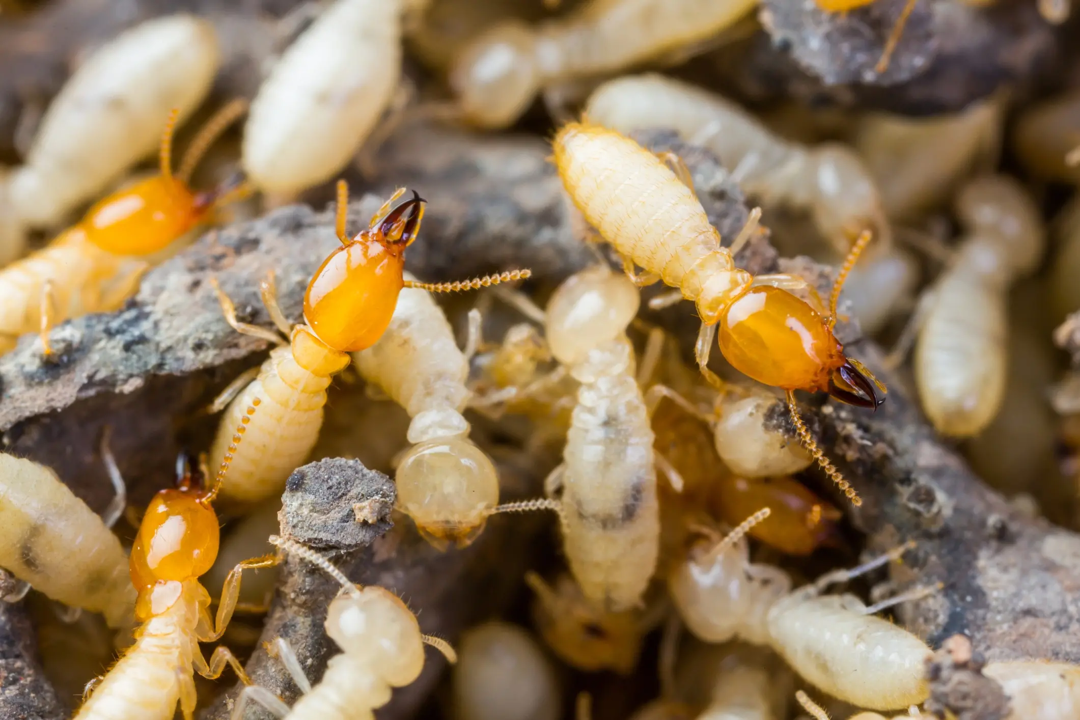termites on top of each other on gorund