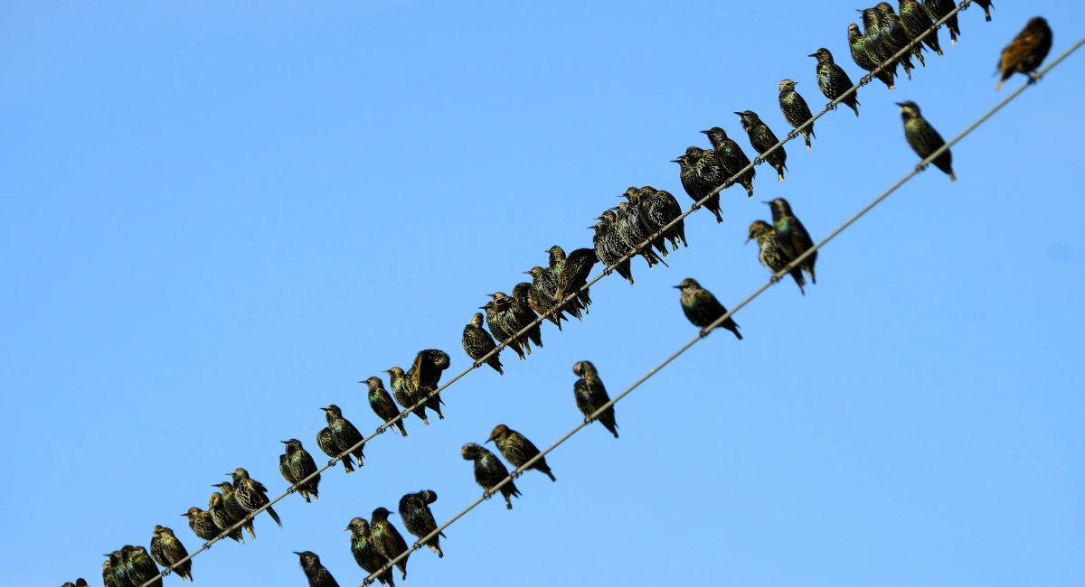 Starlings perched on power lines