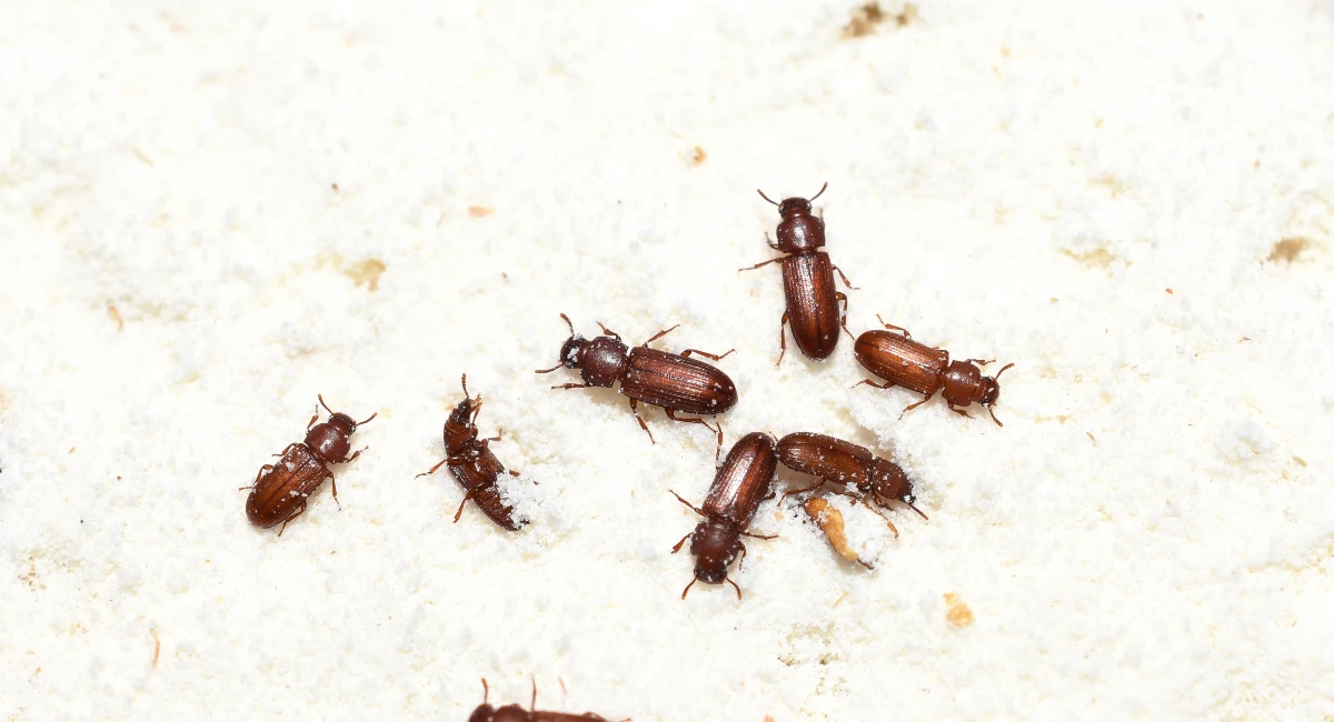 red flour beetle surrounded by flour 