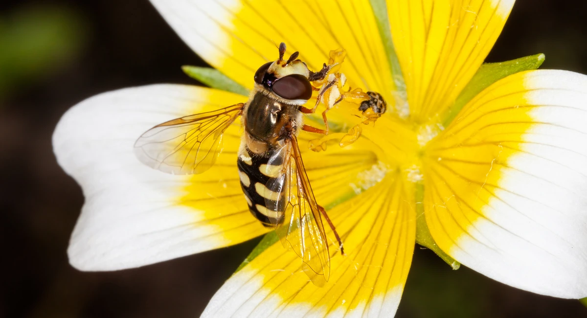 hoverfly inside yellow and white flower up close