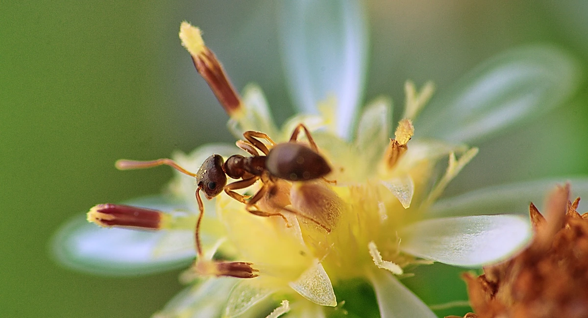 Citronella ant on aster flower