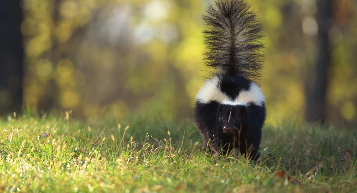 squirrel