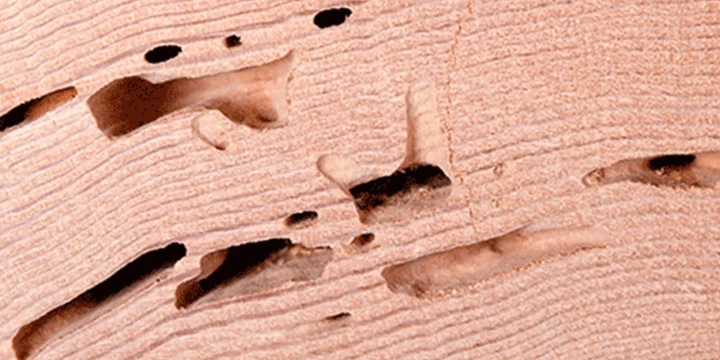 termite damage to wood