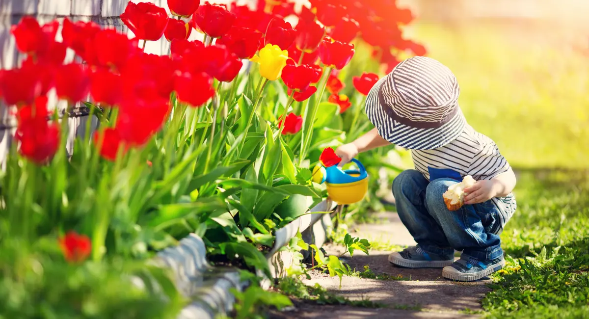 A little child water tulips in the yard