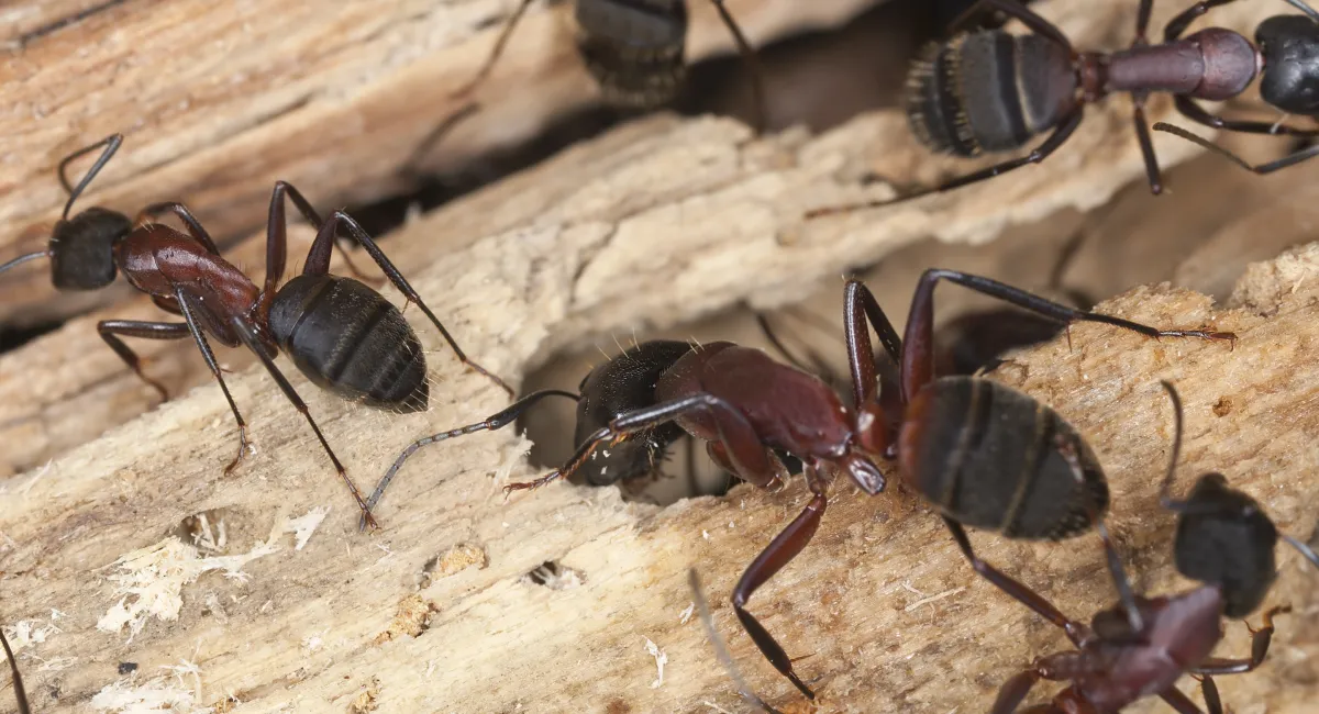 Carpenter ants chewing wood