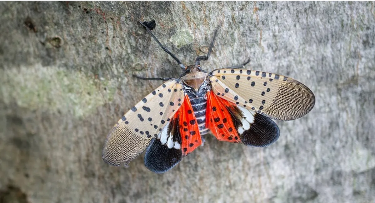 Spotted Lanternfly on tree close up