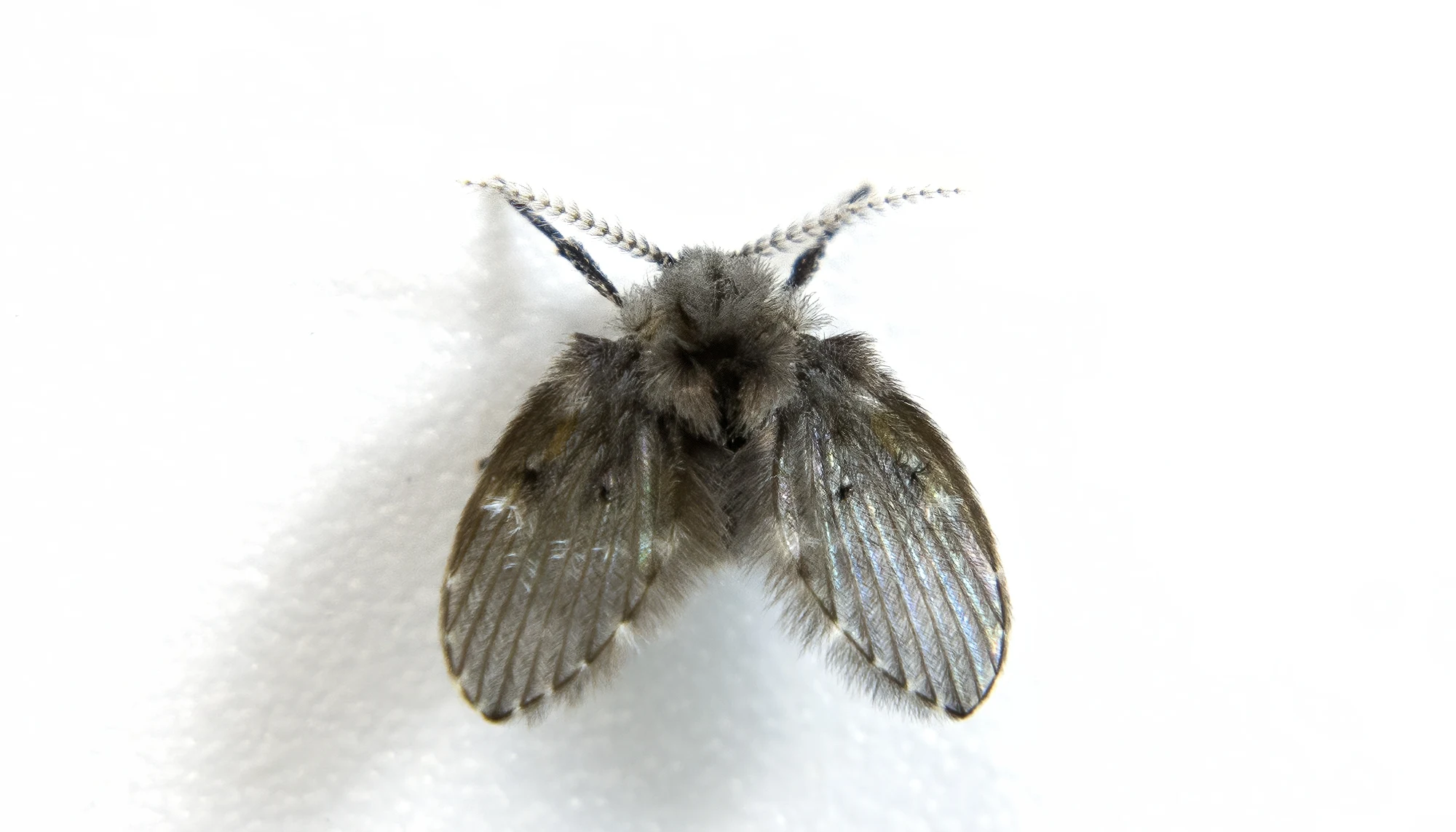 drain fly on wall close up