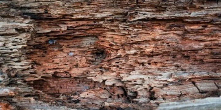 wood with visible termite damage