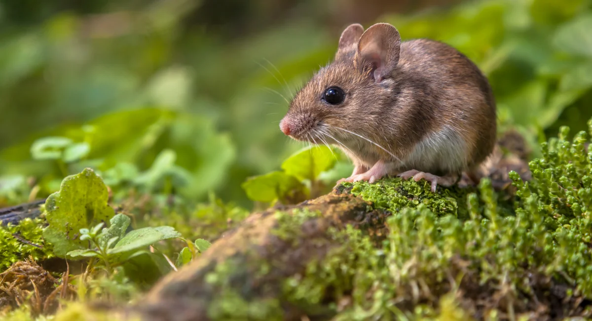 Mouse