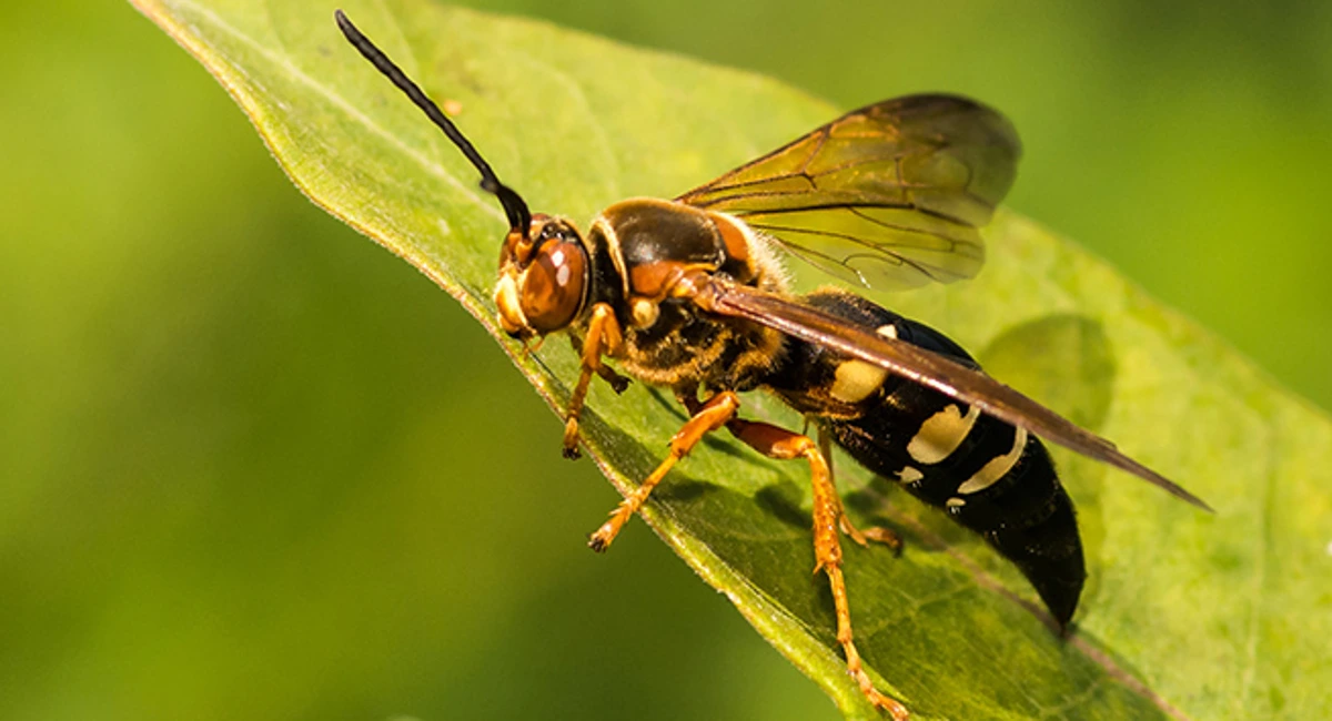 cicada killer on leaf