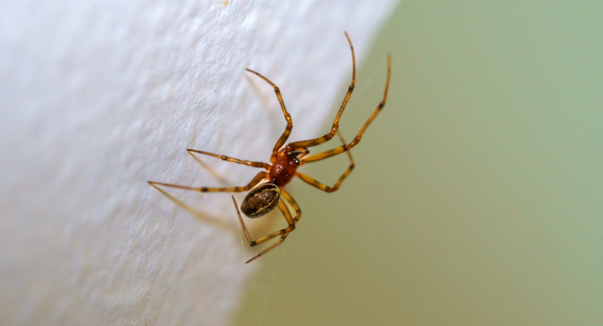 A common house spider