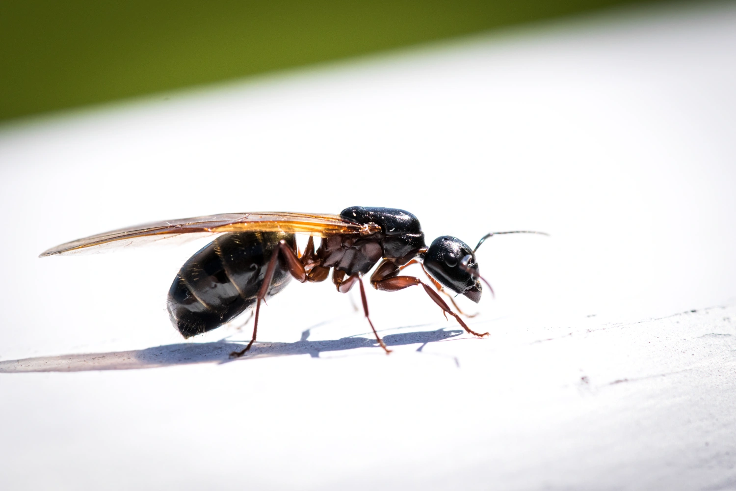 flying ant close up