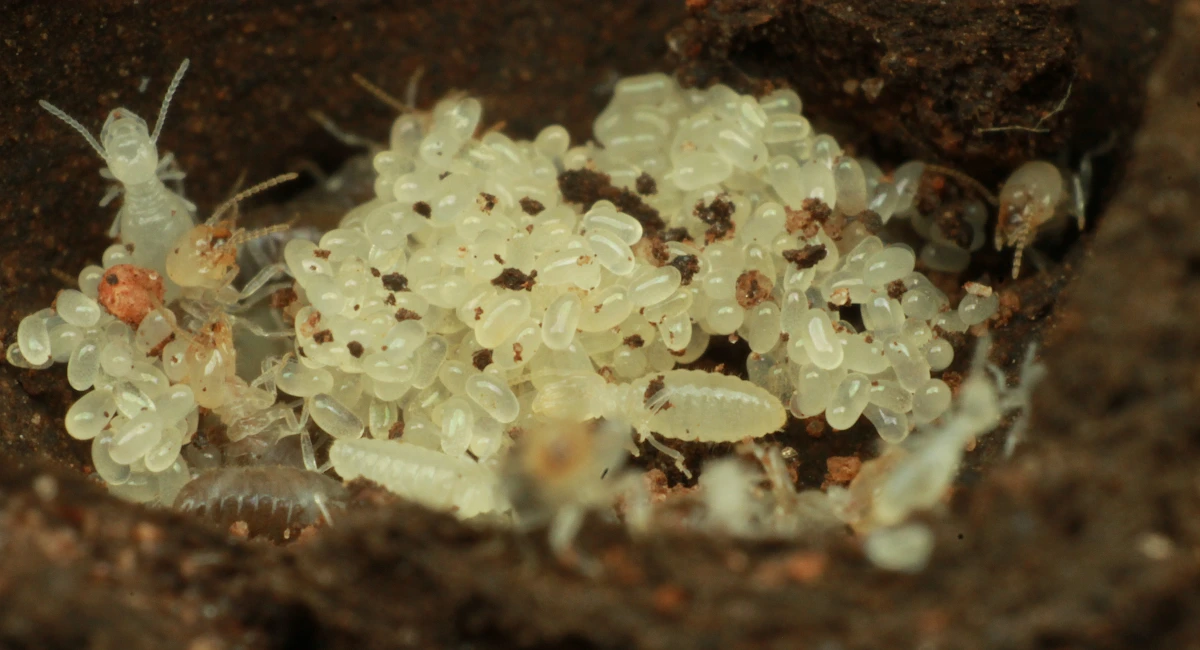 Termite larvae in a huddle