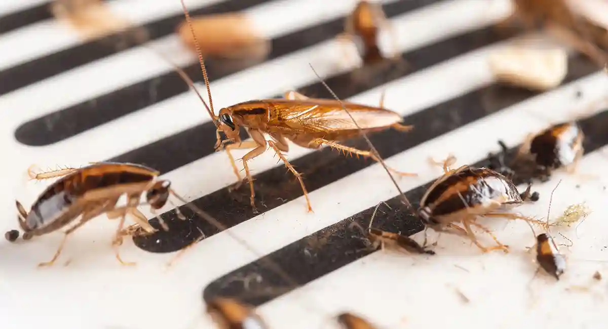 cockroaches caught on sticky substance 