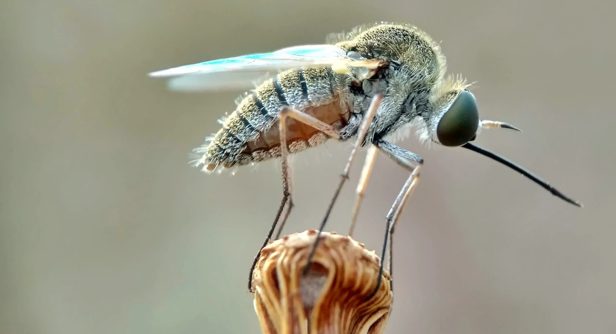 Humpbacked Flies