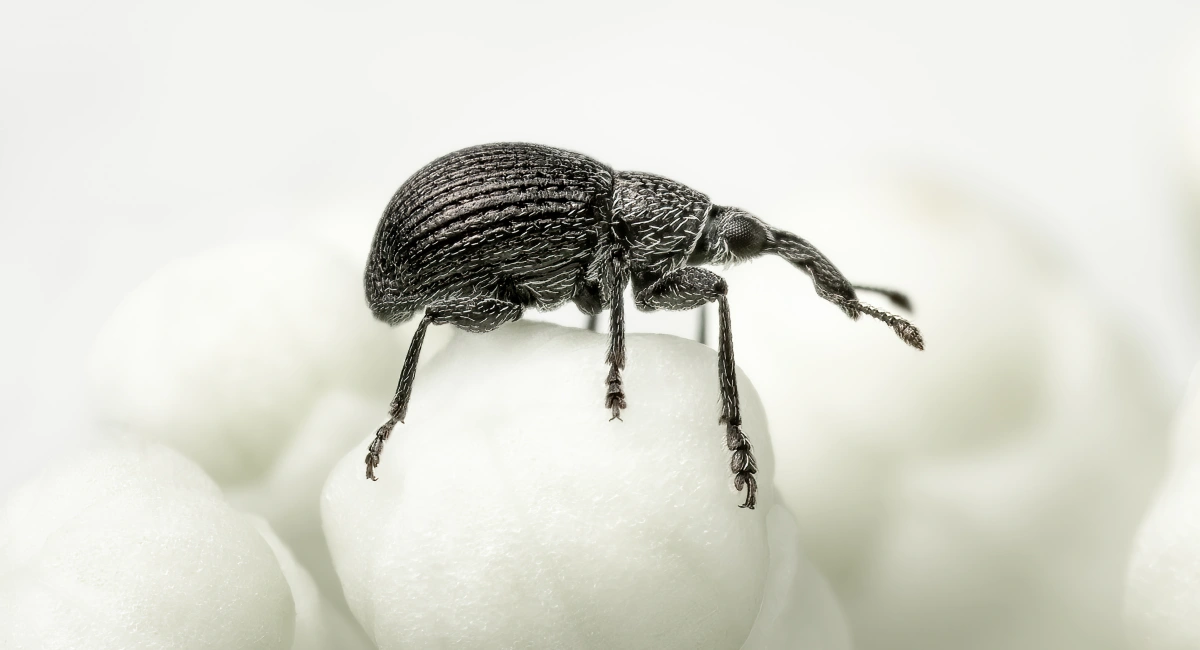 Indoor grain-eating weevil