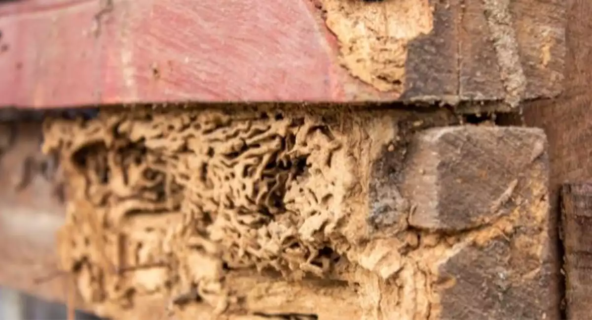 wooden door with termite damage