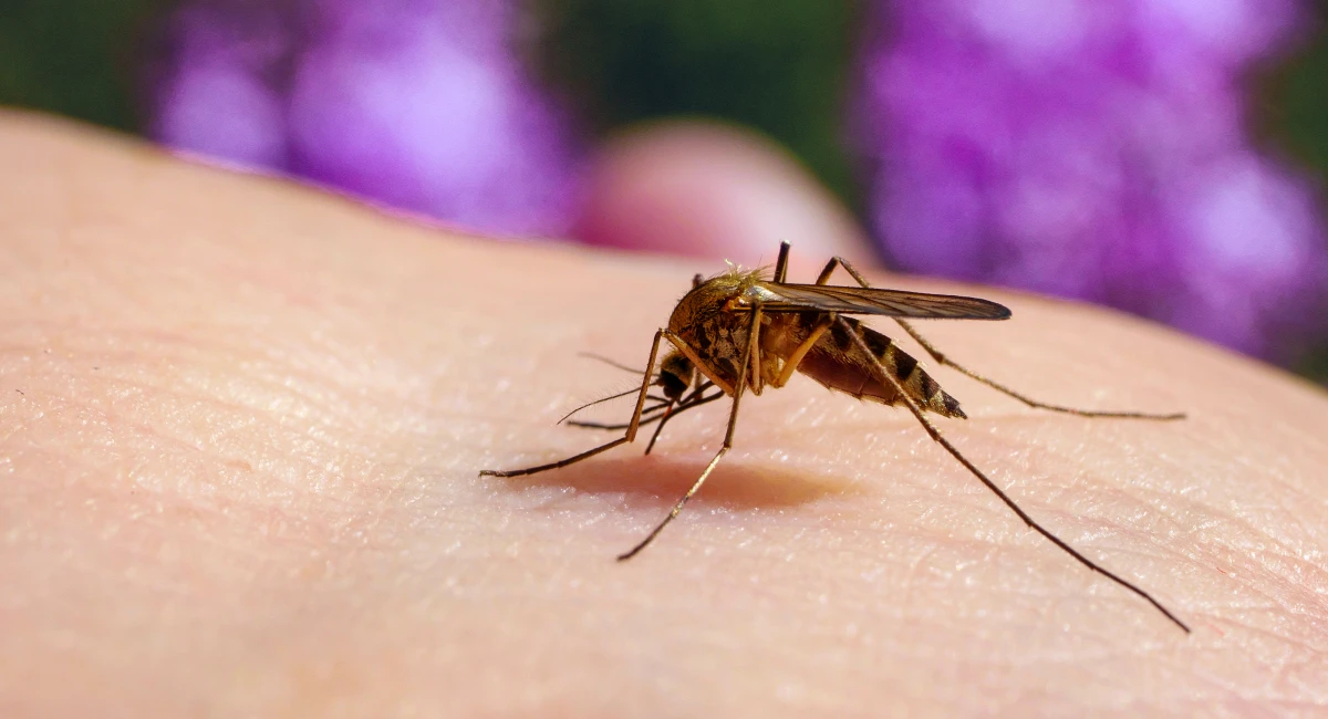 A mosquito feeding on a human host