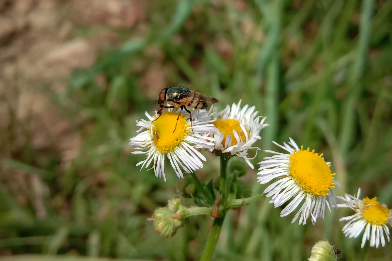Wild phorid fly sitting on daisy
