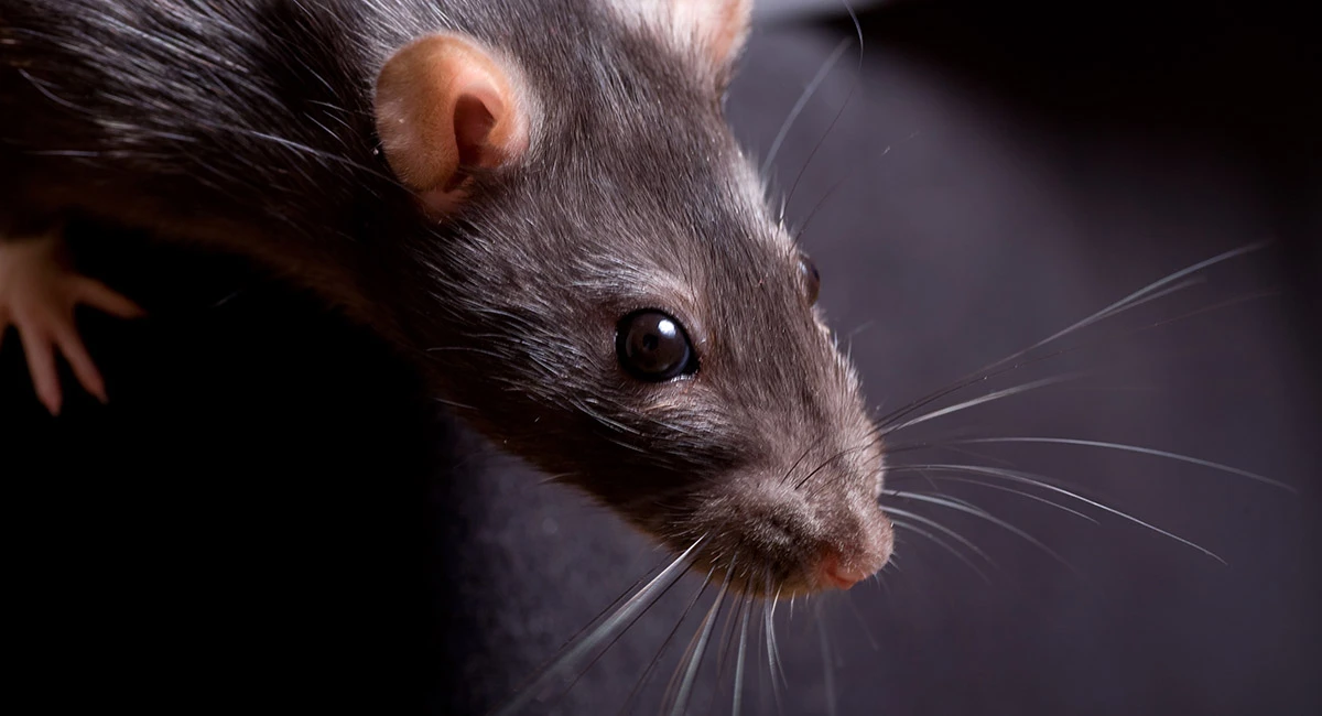 rat close up on face