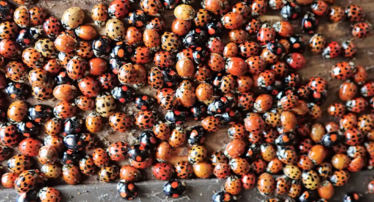 a lot of ladybugs on a table
