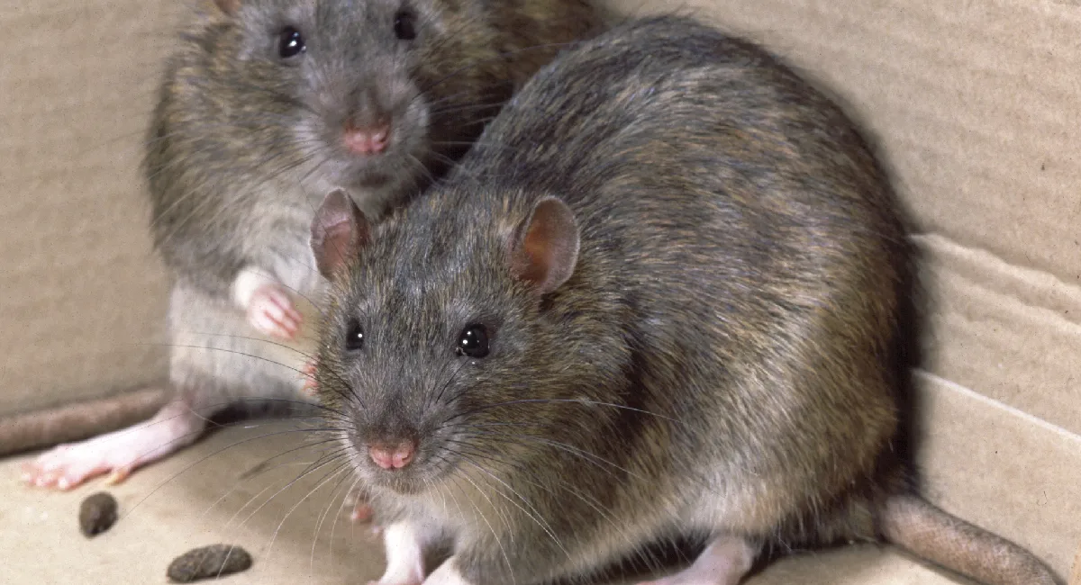 Two brown rats tucked into corner of cardboard box
