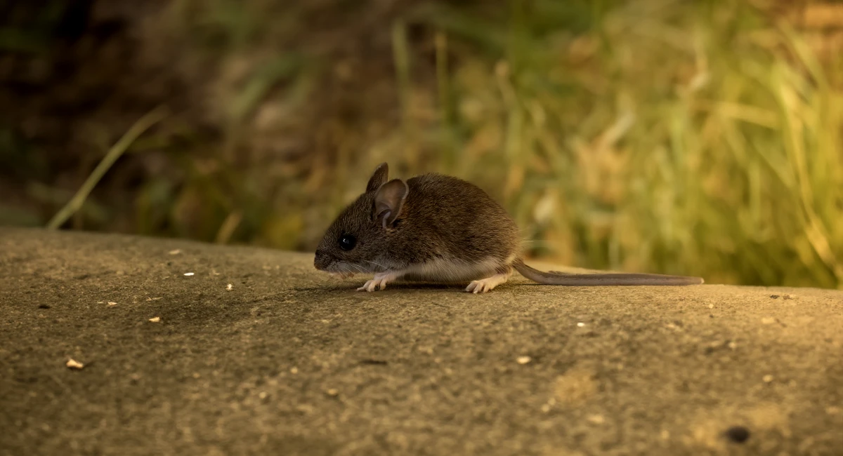 deer mouse on log outside