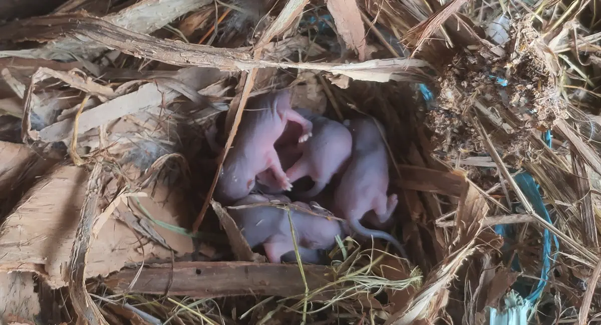 A mouse nest in a loose ball of material