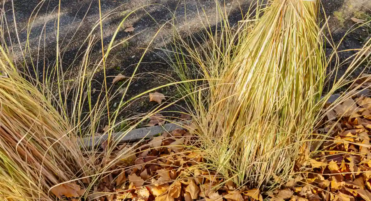 Tall grasses and leaf litter attract ticks