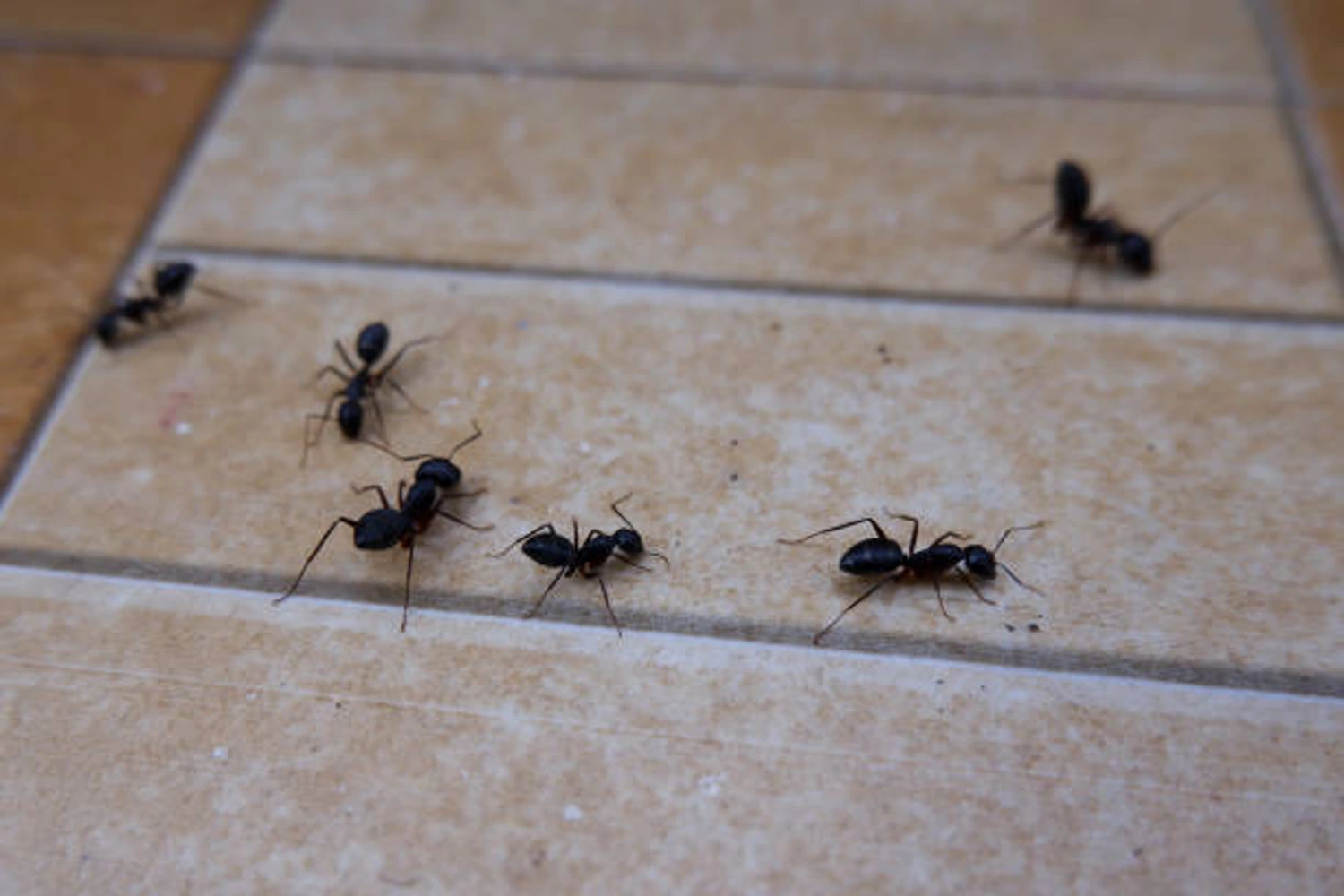 Black ant crawling on the floor looking for food