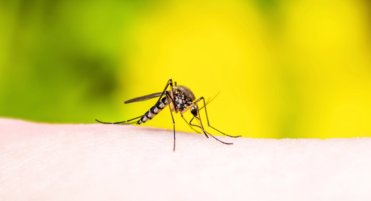 mosquito sitting on skin ready to bite