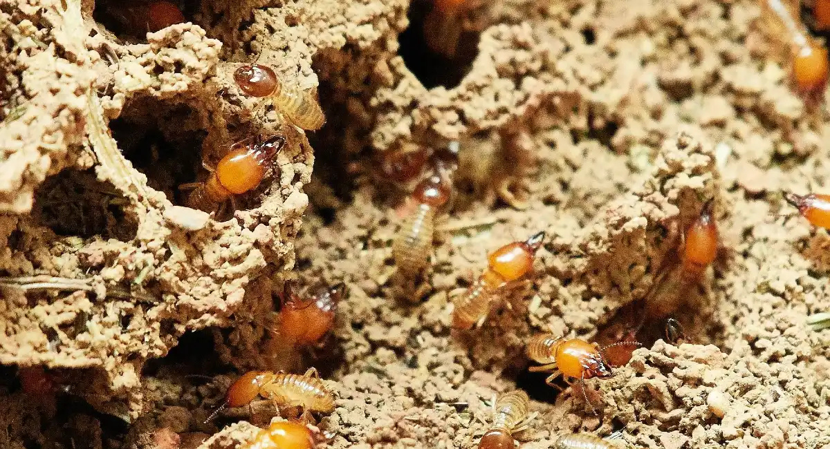 termites crawling out of sand