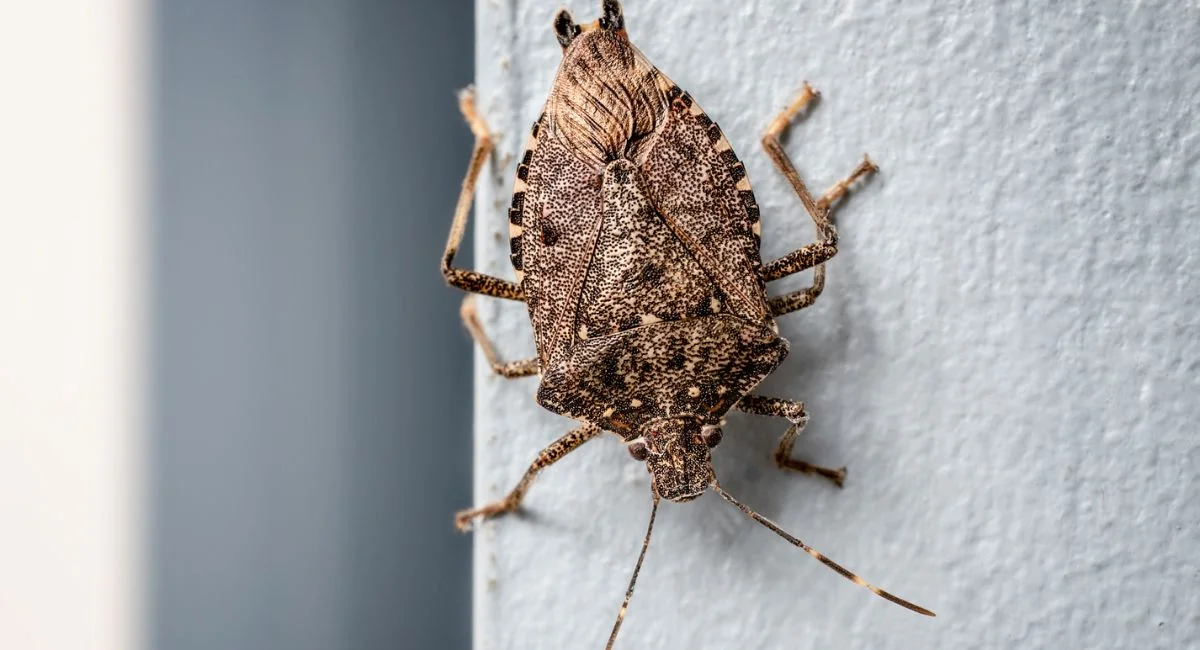 Stink Bug on wall 