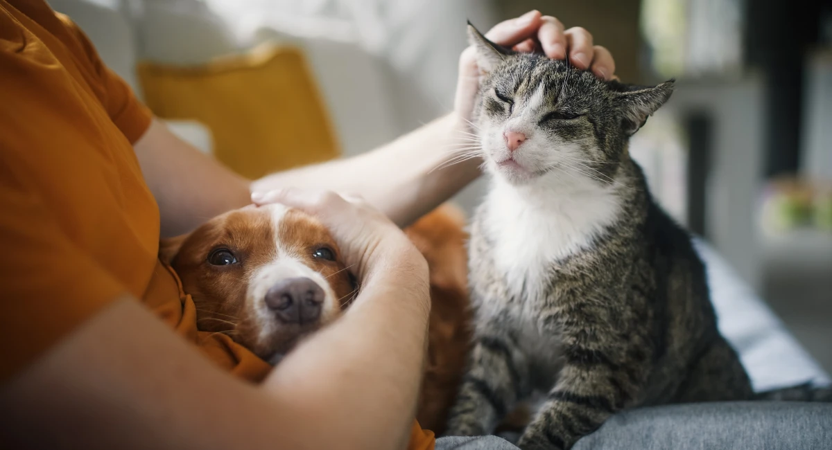 Grey cat and brown dog laying on owner's lap getting stroked 