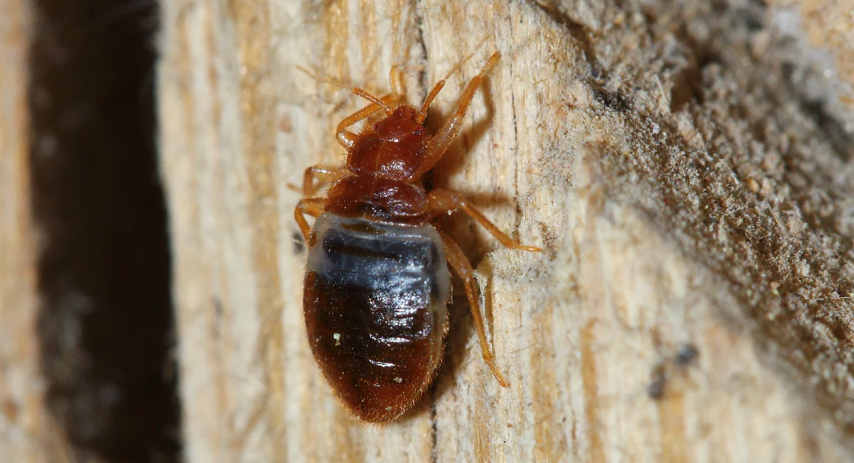 bat bug close up