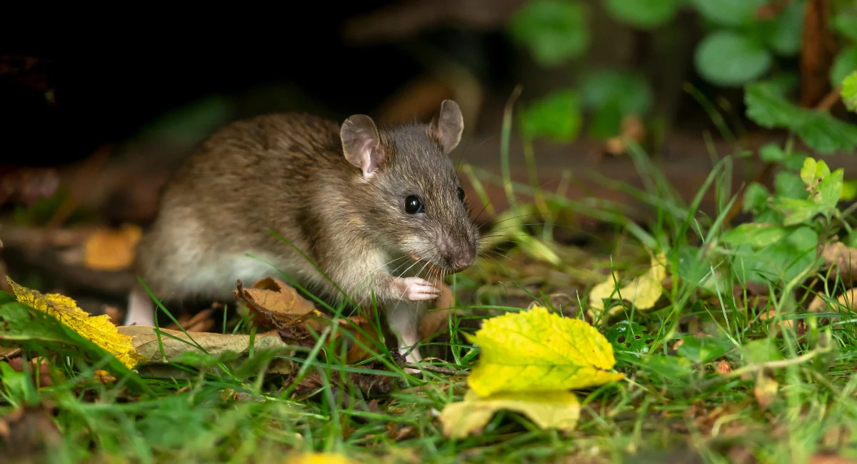 Brown rat in garden among grass