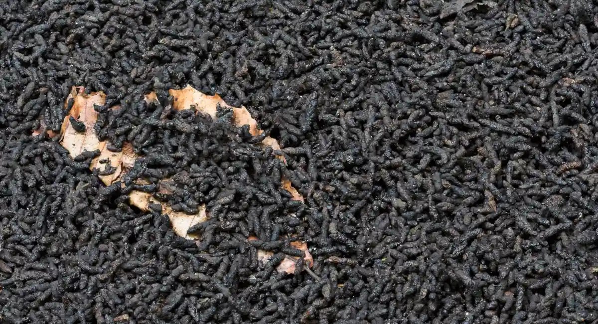 Bat droppings that need to be professionally removed as they often carry airborne and other diseases