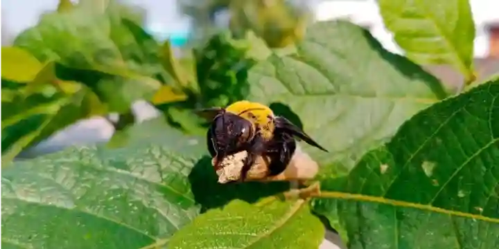 Carpenter bee on a plant
