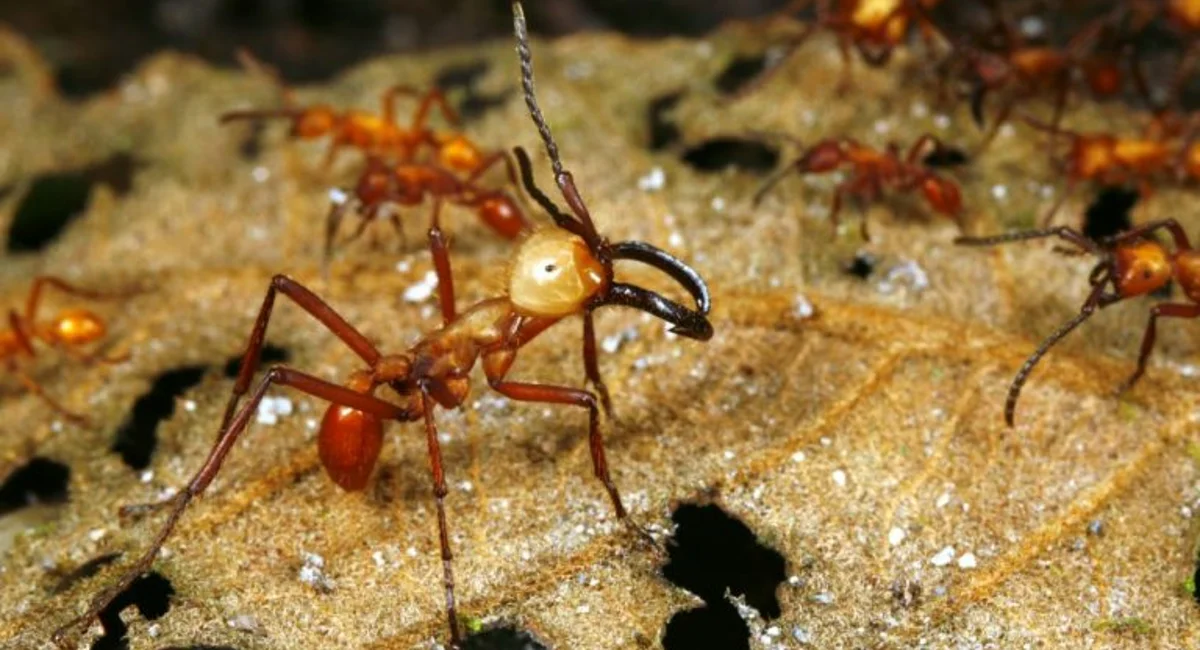 Driver ants searching for food