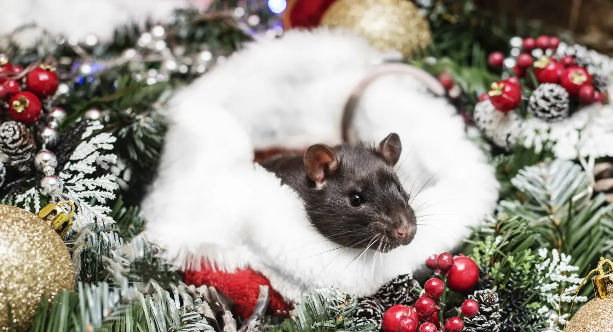 Rat in Santa Hat surrounded by christmas decorations 