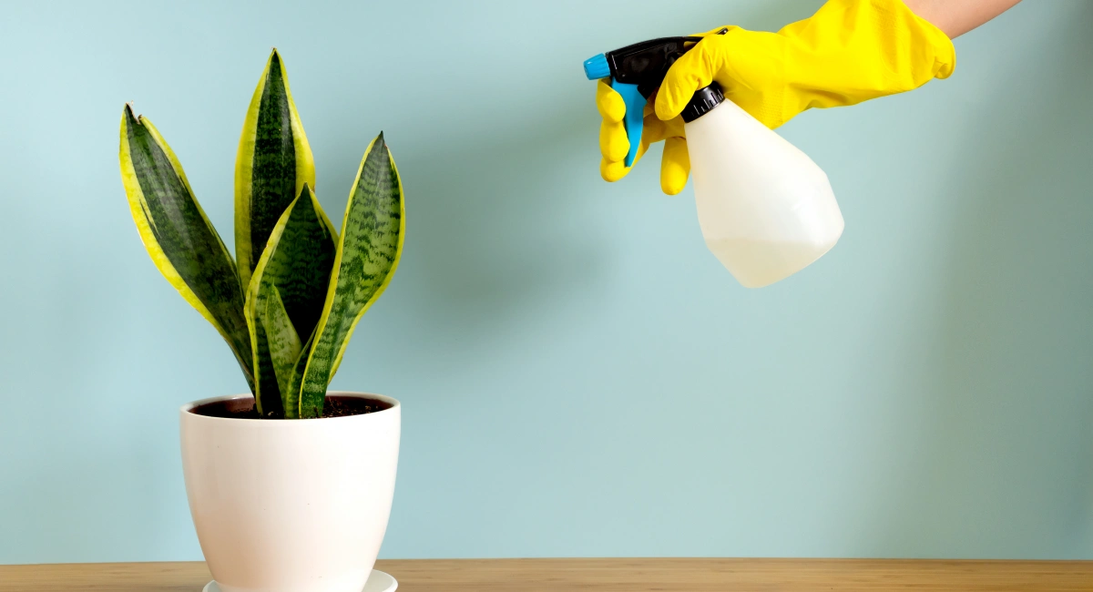 Hand spraying plant with pesticide 