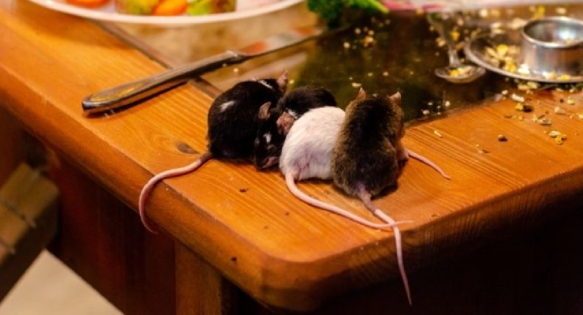 Mice sitting on kitchen counter 