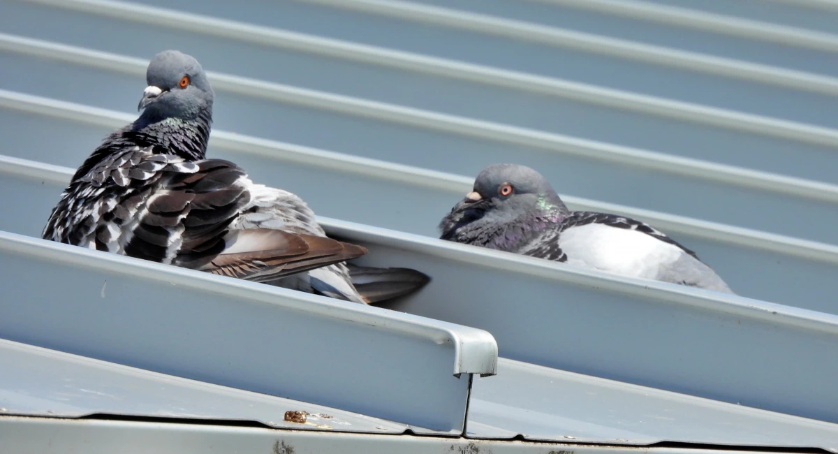 Rock pigeons on a rooftop