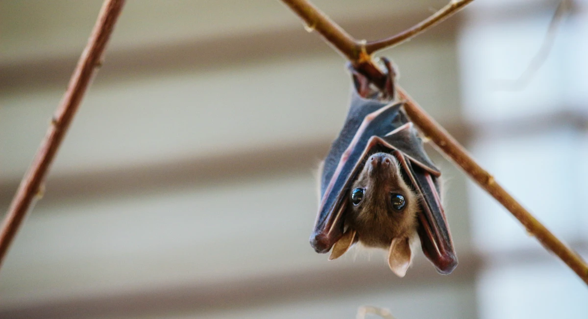 Bat hanging upside down