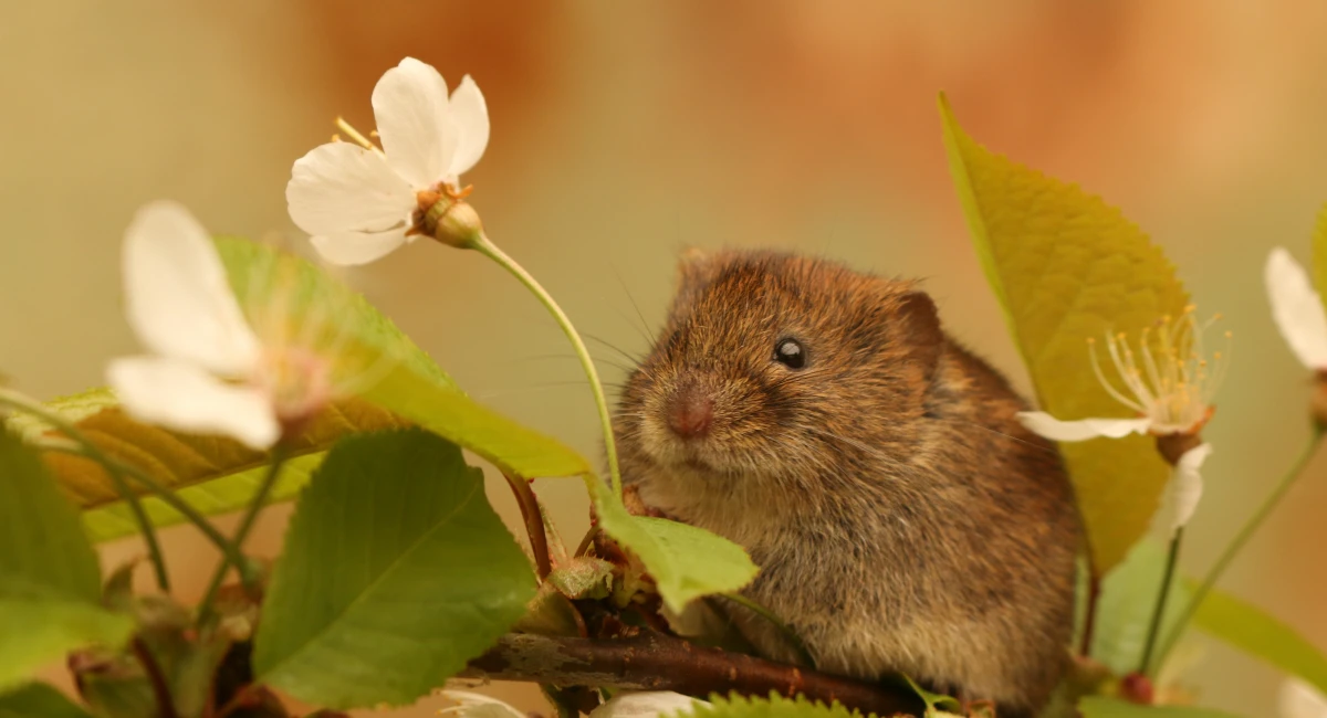vole within grass next to flowers