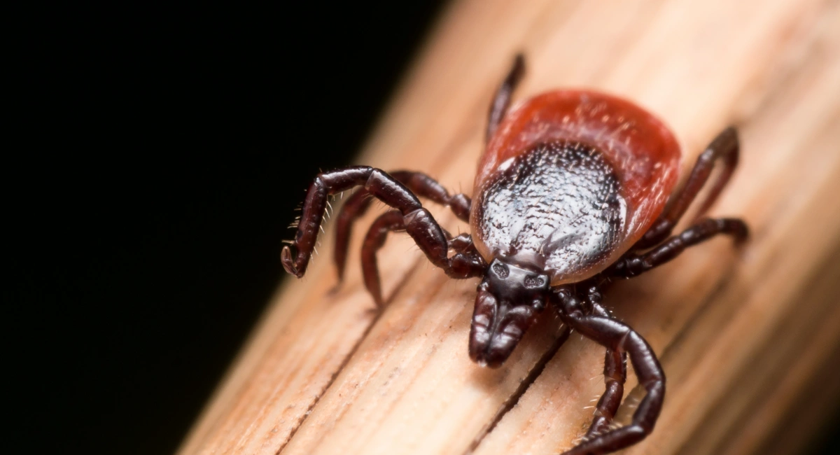 A deer tick questing on straw