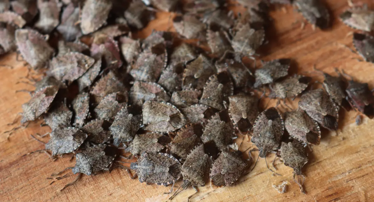Stink bugs gathered in a large number on a wooden surface