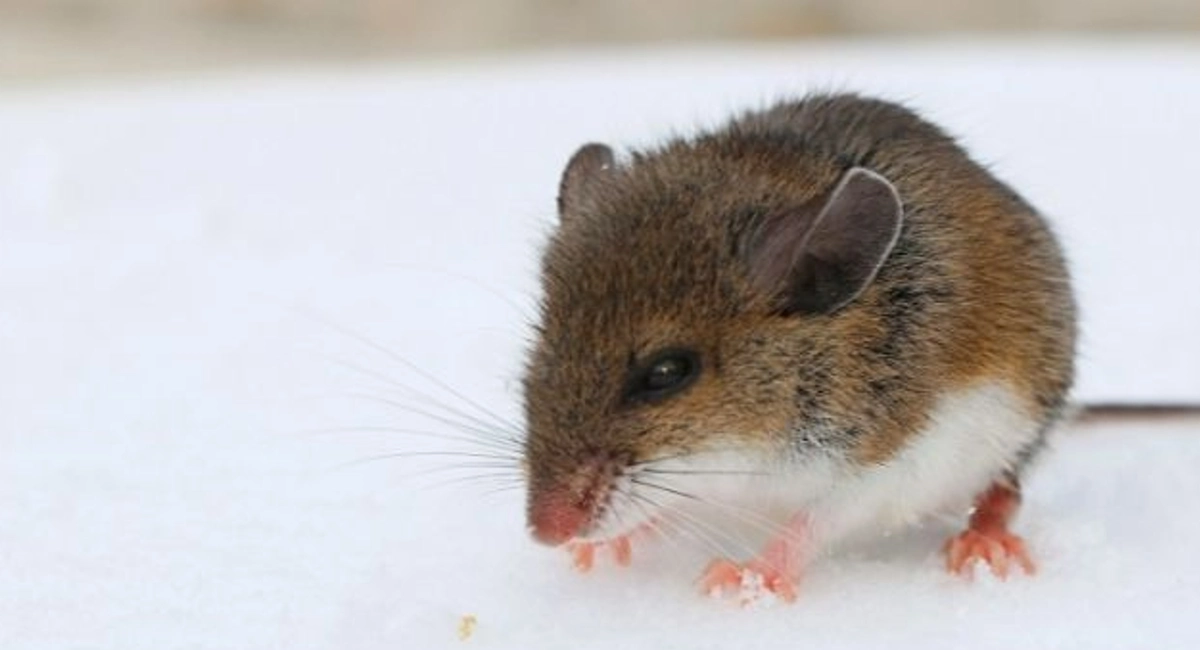 Closeup of a mouse in the snow